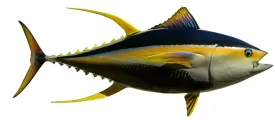 66 INCH YELLOWFIN TUNA