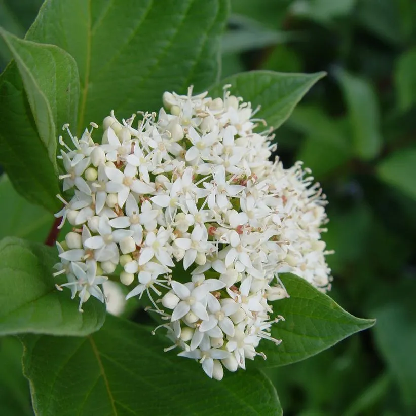 Baileyi Red Twig Dogwood