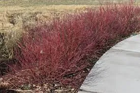 Baileyi Red Twig Dogwood
