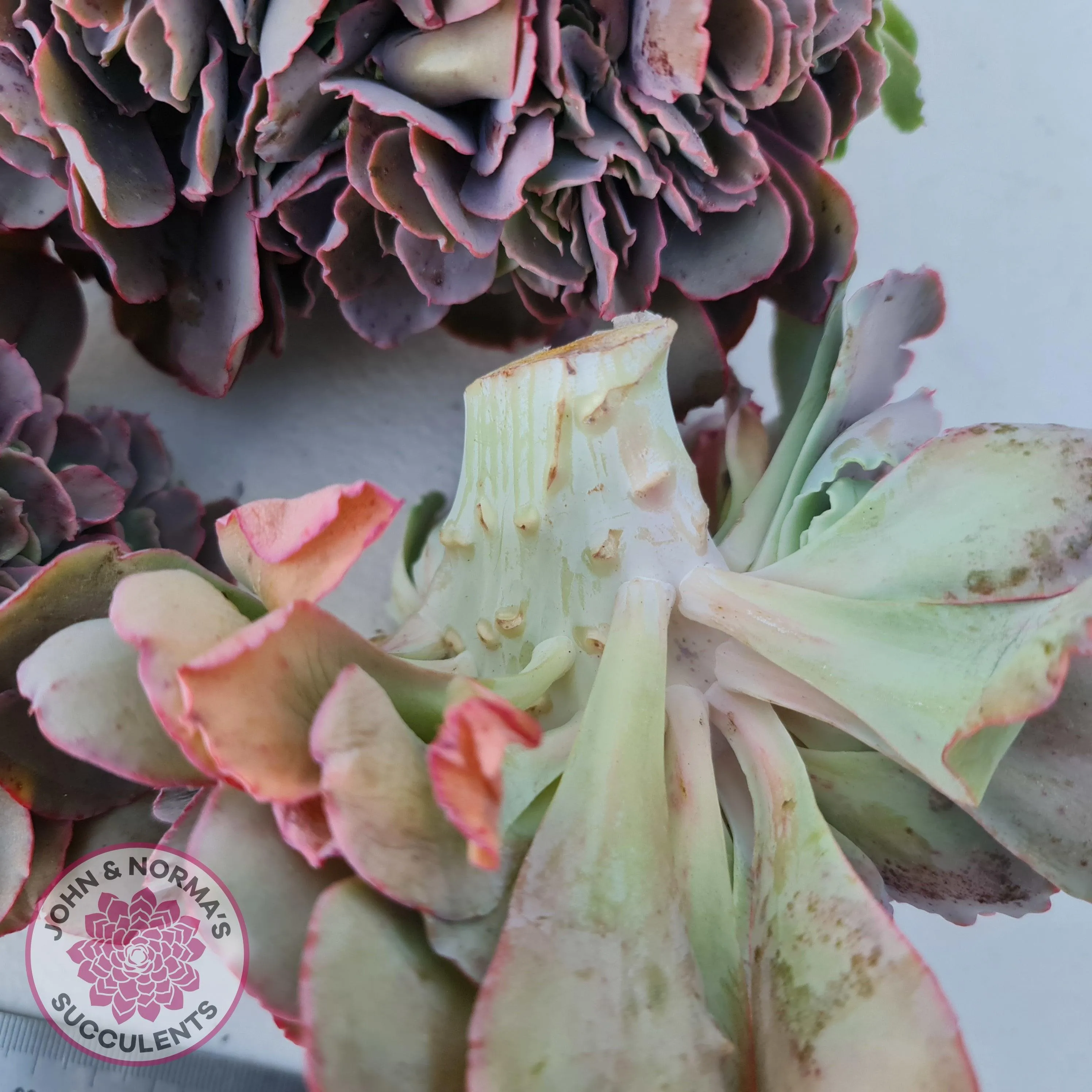 Echeveria 'Blue Curls' Crested Cuttings