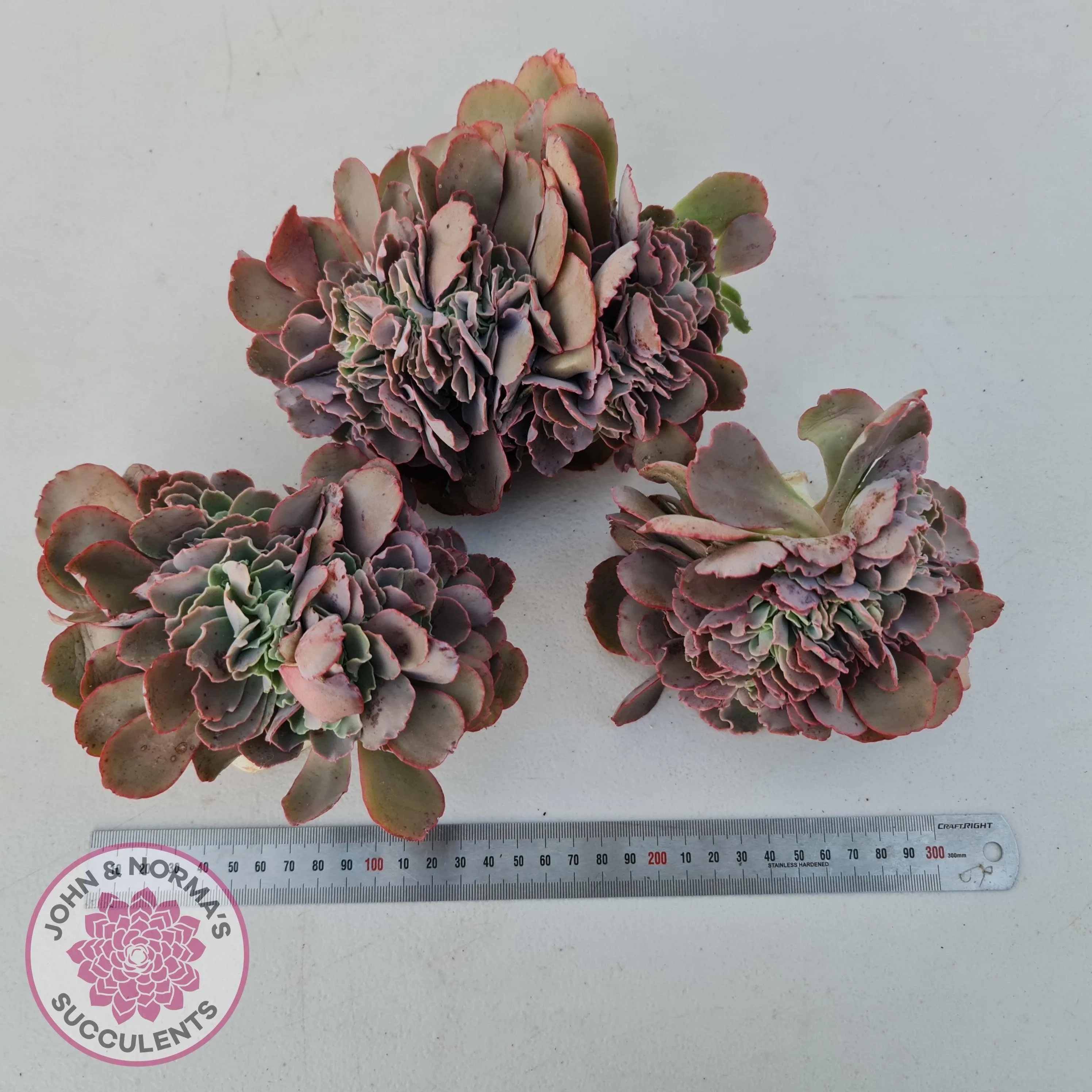 Echeveria 'Blue Curls' Crested Cuttings