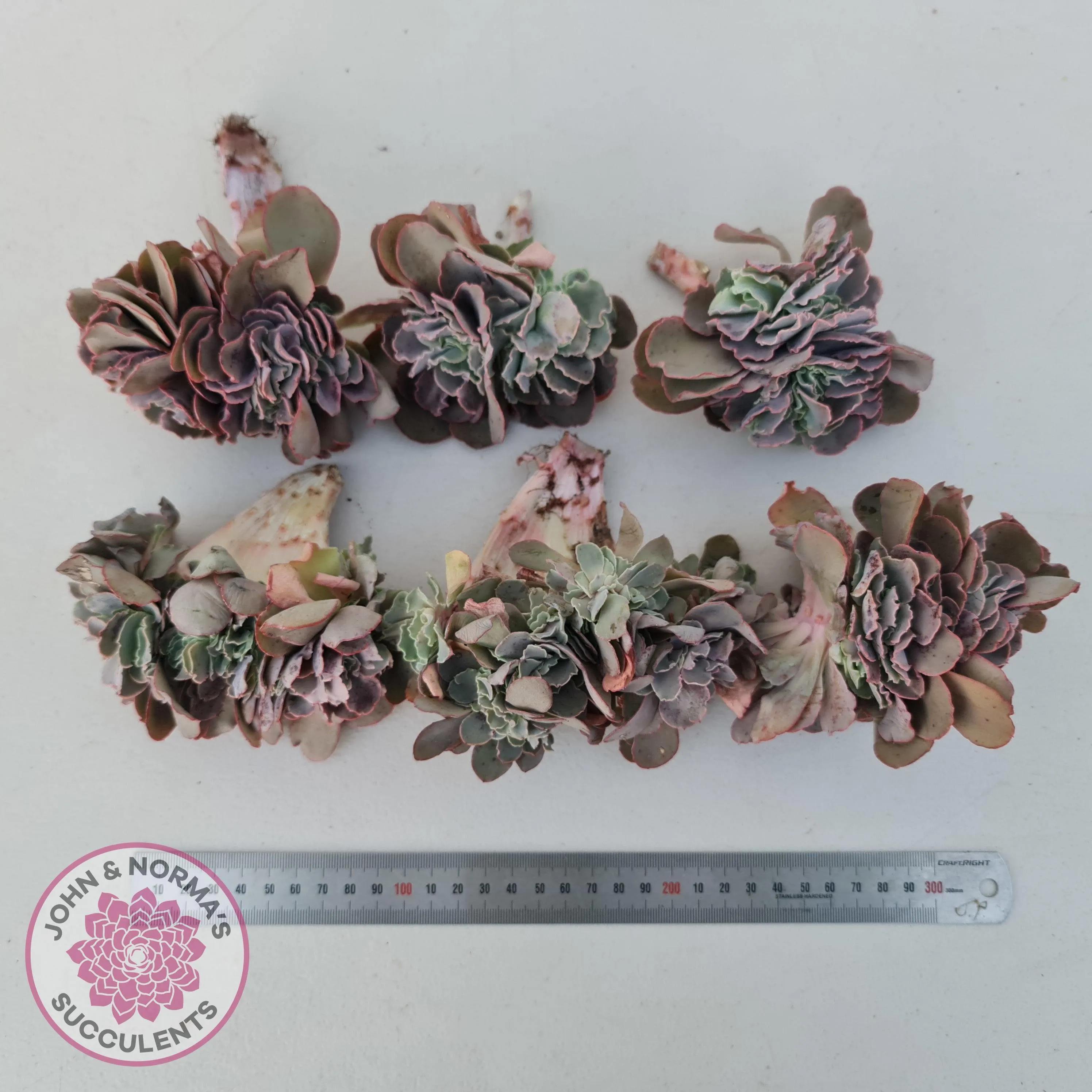 Echeveria 'Blue Curls' Crested Cuttings