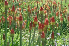 Flamenco Mix Red Hot Poker